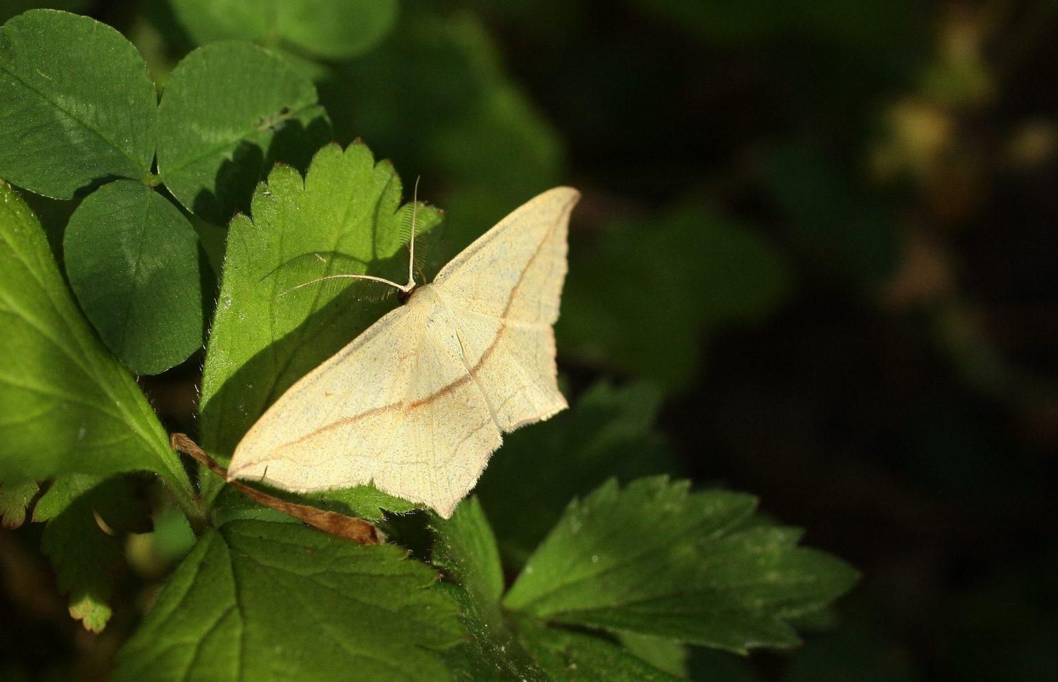 Close of up of a Blood vein moth resting on a leaf