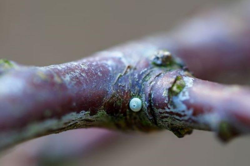 Close of up of a brown hairstreak butterfly egg on the branch of a blackthorn tree