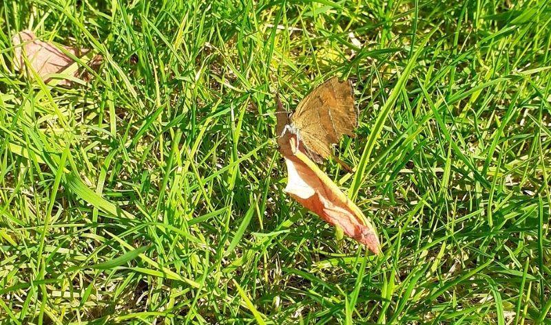 Close up of a brown hairstreak butterfly resting on the grass in Sam's garden