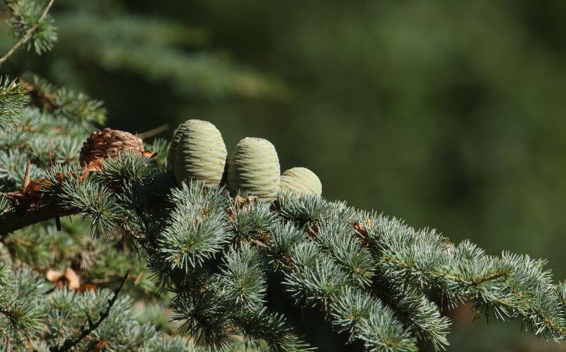 Close up of budding pine cones on a Cedar of Lebanon tree