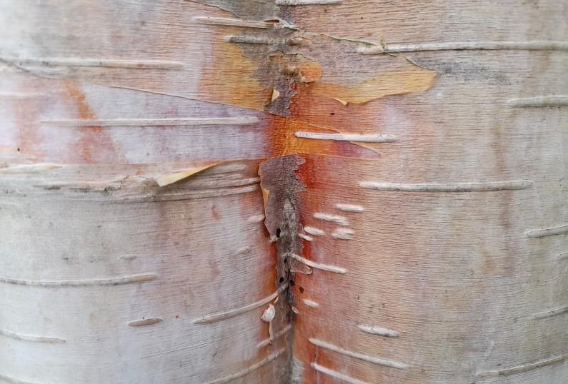 Close up of the bark of a Northern Chinese red birch tree