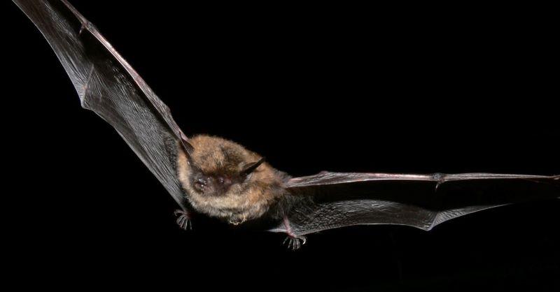 Close up of a Daubenton's bat