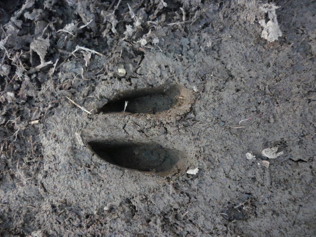 Close up of some deer tracks in mud