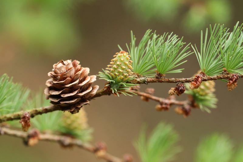 Close up of pine cones on a European Larch tree