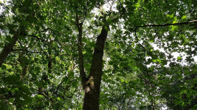 The Forest canopy