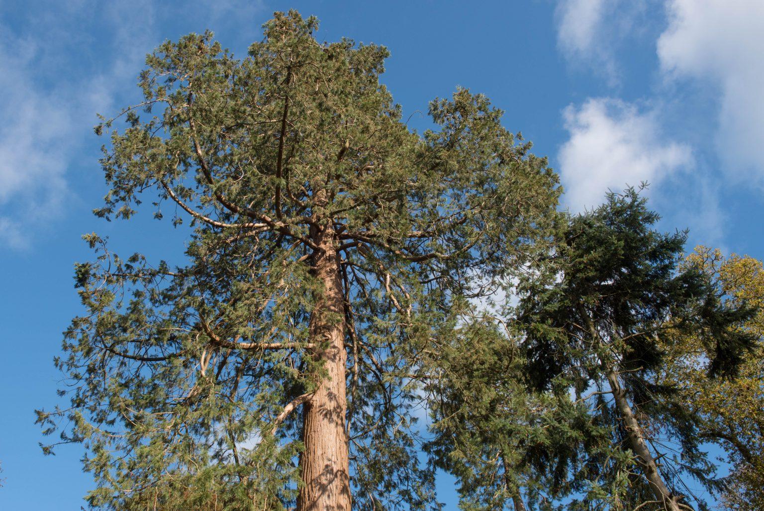 Shot of a wellingtonia tree, also known as a Giant Redwood