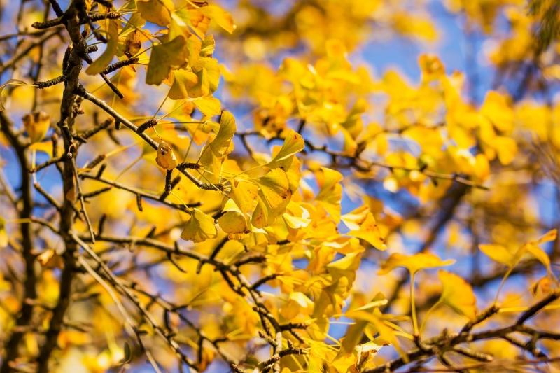 Close up of the leaves of a Ginko biloba tree