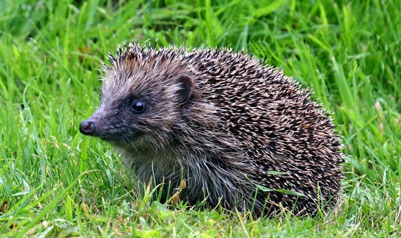 Close up of a hedgehog resting in the grass
