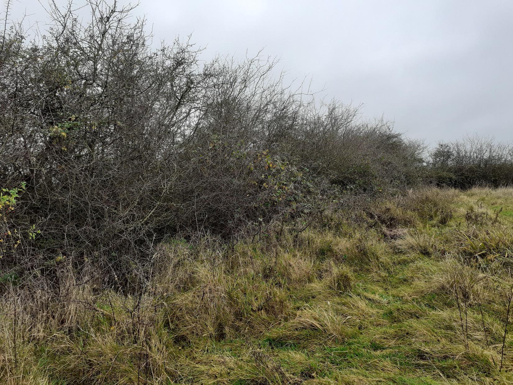 Hedgerow in the Forest