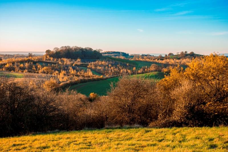 Hedgerows in the Forest as the sun sets