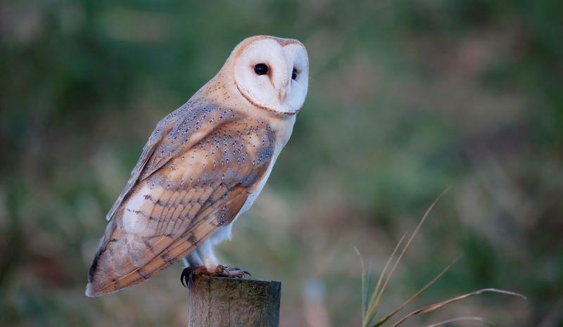 Barn owl perched on a post