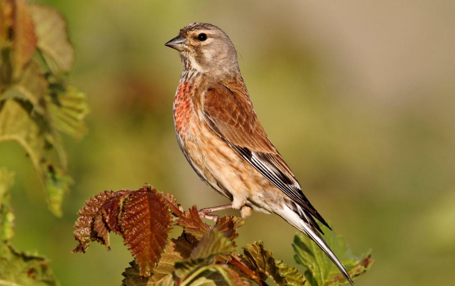 A Linnet perched on a tree branch