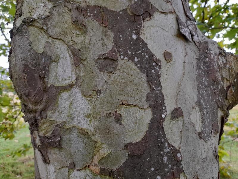 Close up of the trunk of a London plane tree