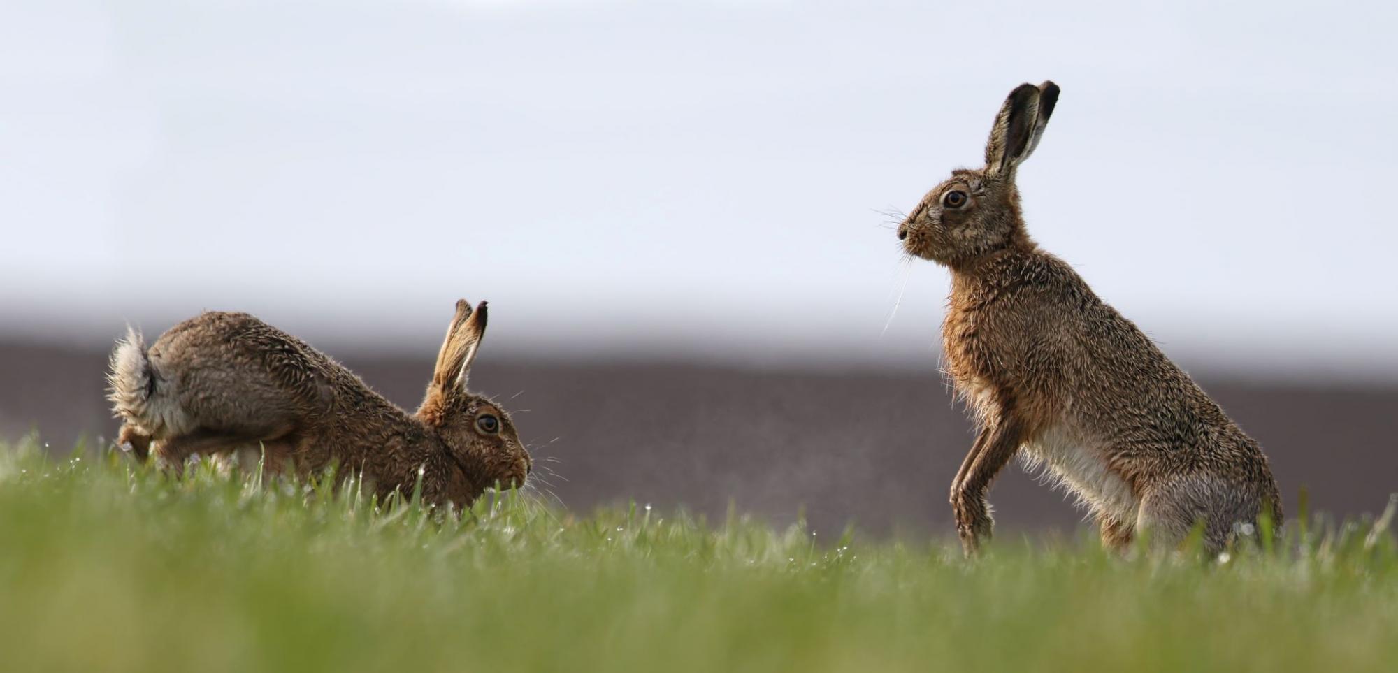 Hares getting ready to box in a field 