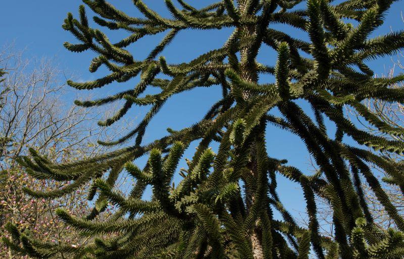 Close up of the branches of a Monkey puzzle tree