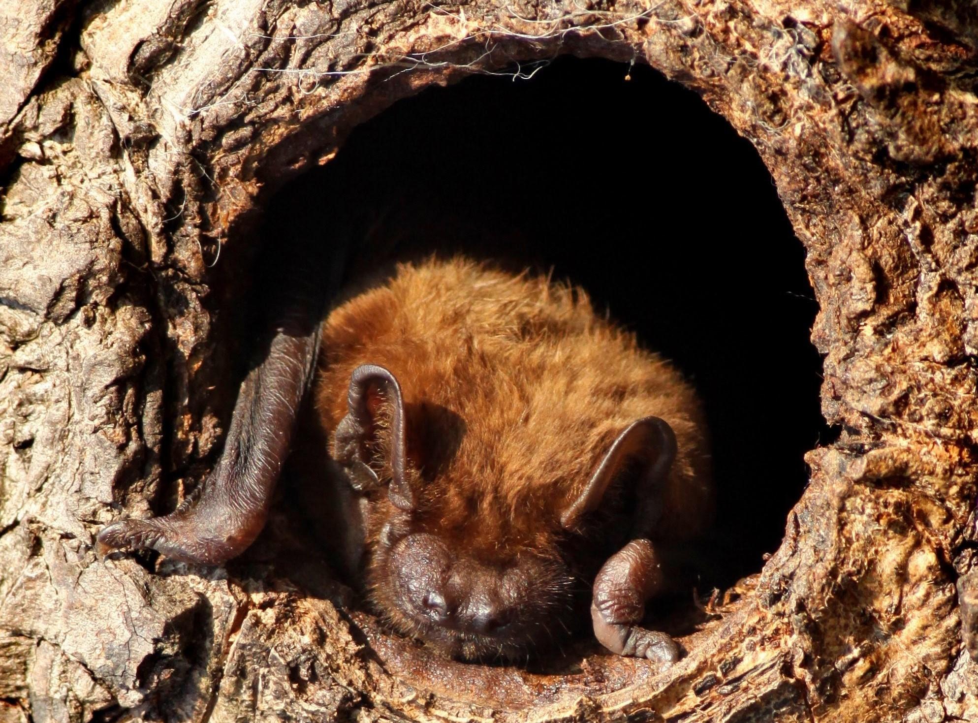 A Noctule bat nesting in the hole of a tree trunk