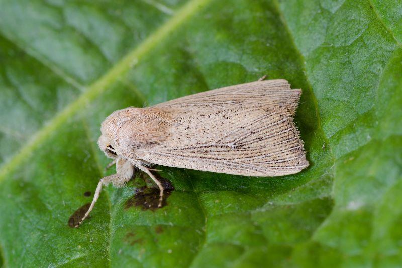 Close up of an obscure wainscot moth resting on a leaf