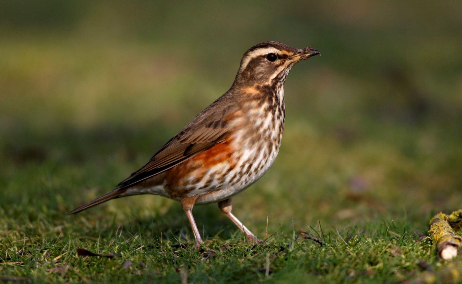 A Redwing standing on the grass