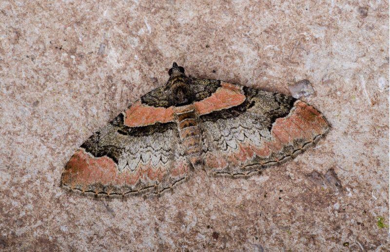 Close up of a ruddy carpet moth resting on a carpet