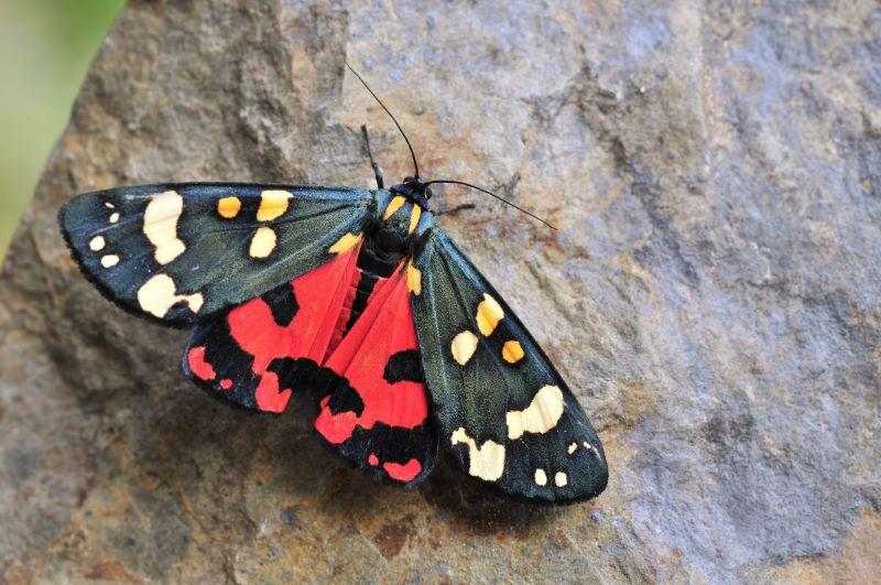 Close up of a scarlet tiger moth