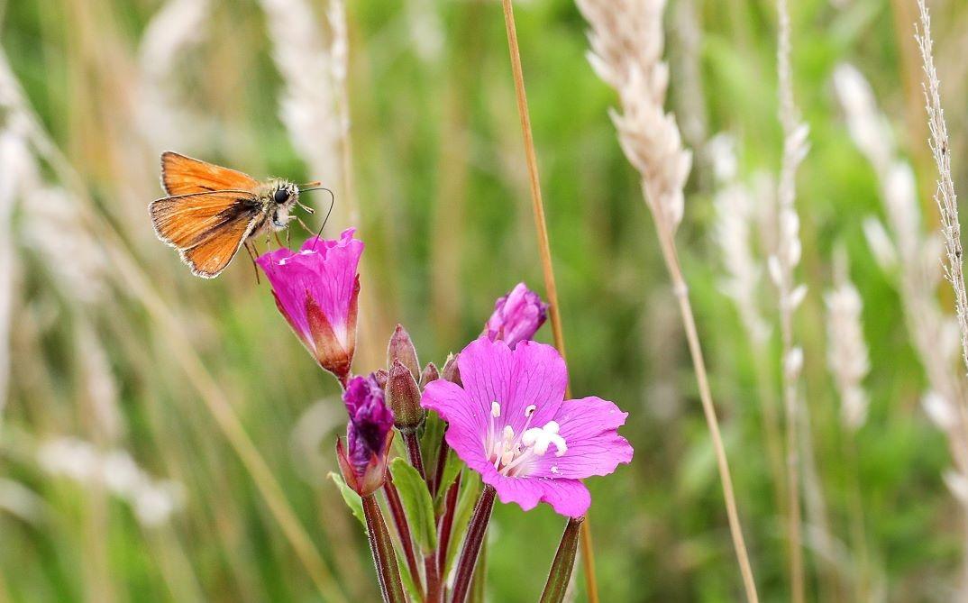 A small skipper butterfly perched on a purple wildflower