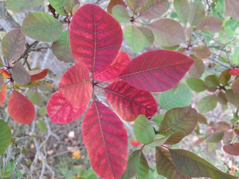 The red leaves of the Smoke tree