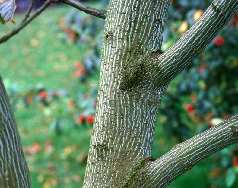 Close up of a branch of a Snake bark maple tree