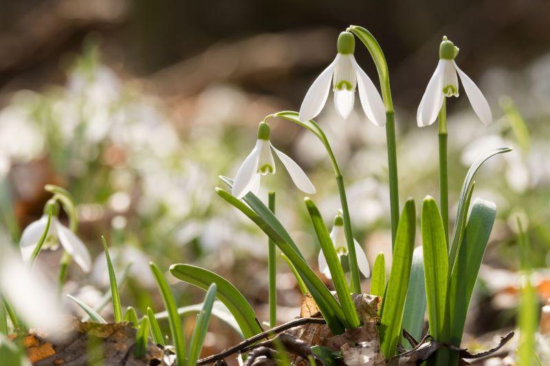 Close up shot of Snowdrops