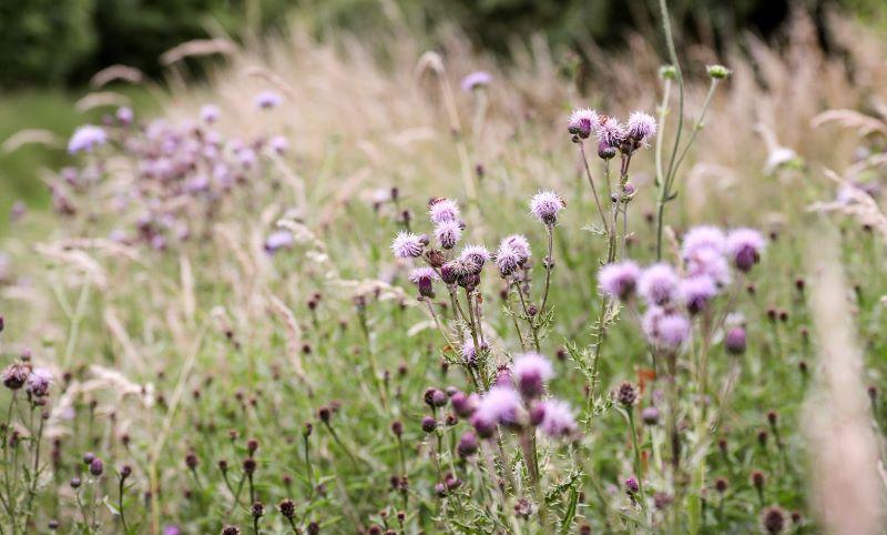 Purple flowers growing in the wild area of a garden