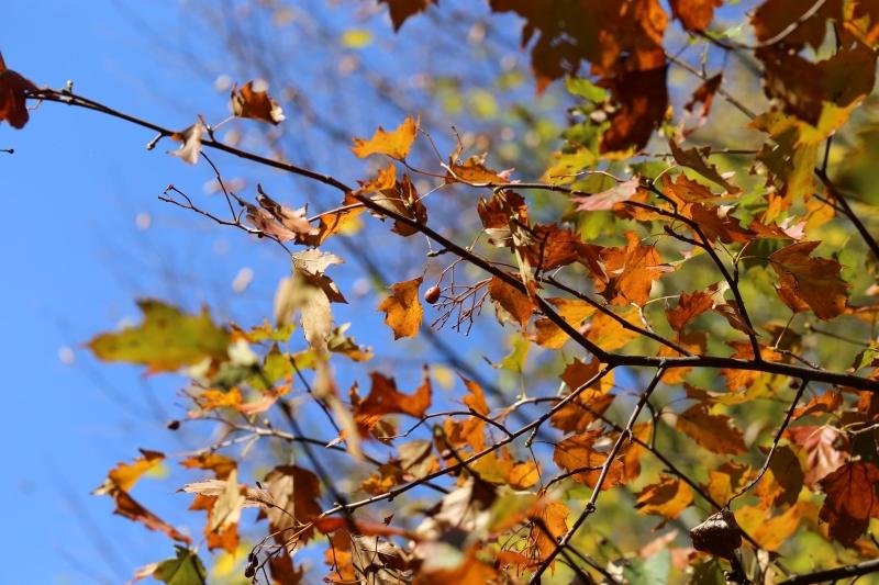 Close up of the leaves of a native Wild service tree