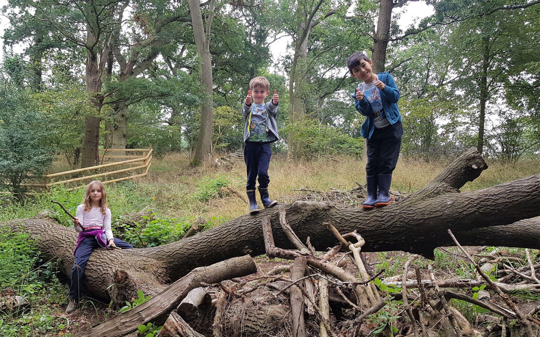 Three children playing together on a tree branch in the Forest