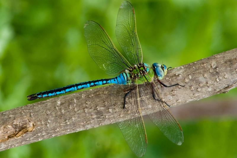 An emperor dragonfly resting on a branch