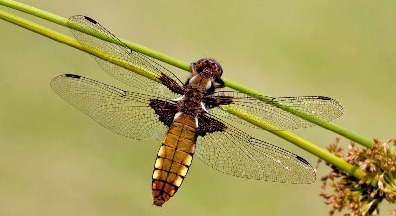 Dragonflies&Damselflies No.2 - Tying Damselfly Adult (Dry Flies