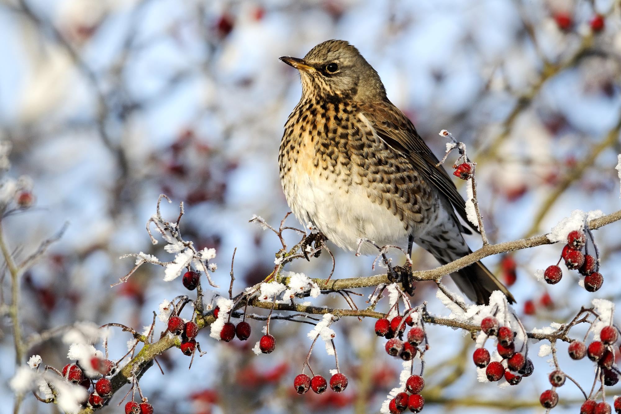 A bird perched on a frost-covered hawthorn branch