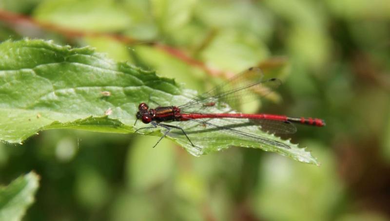 A large red damselfly pictured at Colletts Pond in the Forest