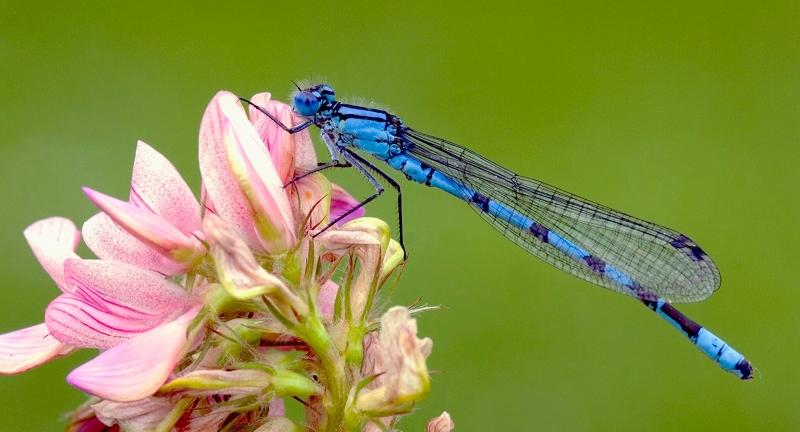 A common blue damselfly perched on a pick flower