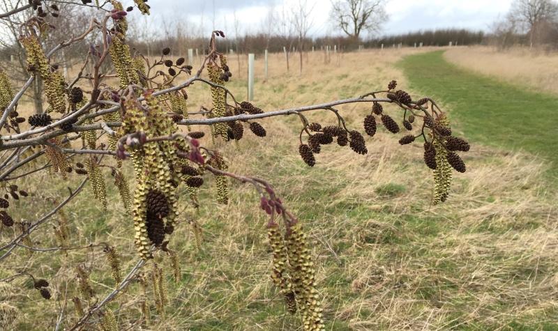 Some alder in the Forest