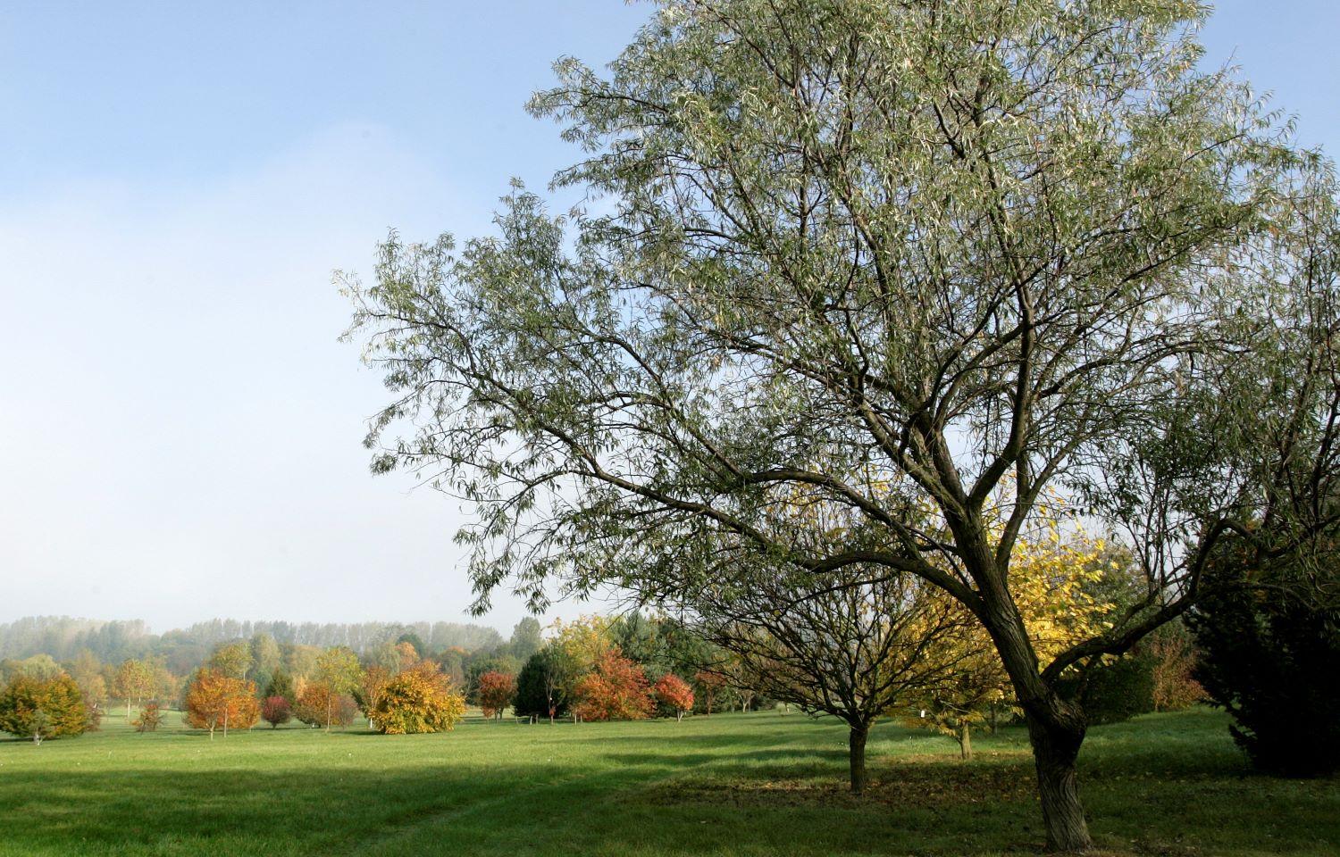 The outline of tree branches against a blue sky