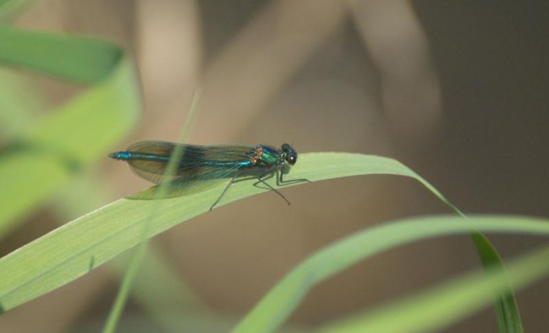 Close up of a banded demoiselle dragonfly resting on a leaf