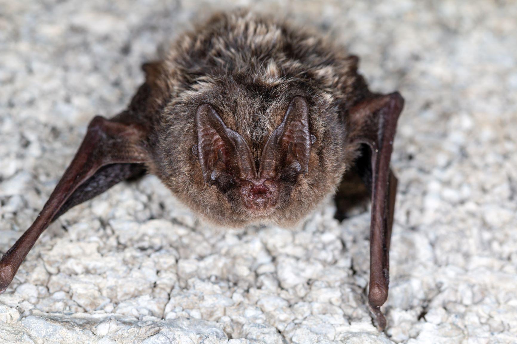 Close up of Barbastelle bat resting on stone