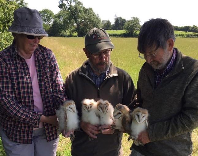 3 of our volunteers holding barn owl chicks at Dorsington