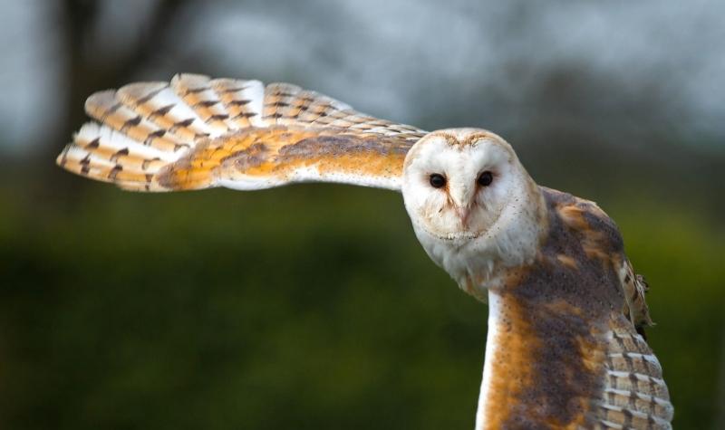 A close up of a Barn owl in flight