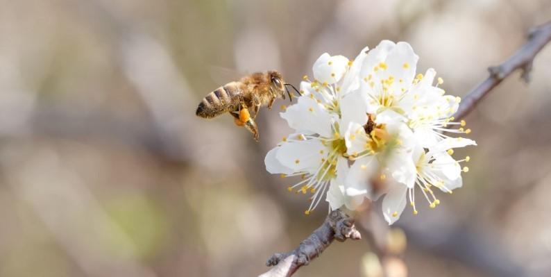 A bee resting on some blackthorn blossom