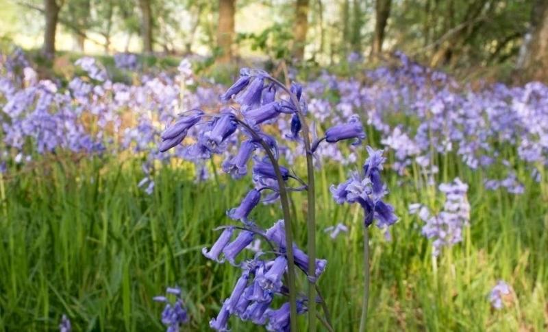 Close up of a bluebell surrounded by other bluebells