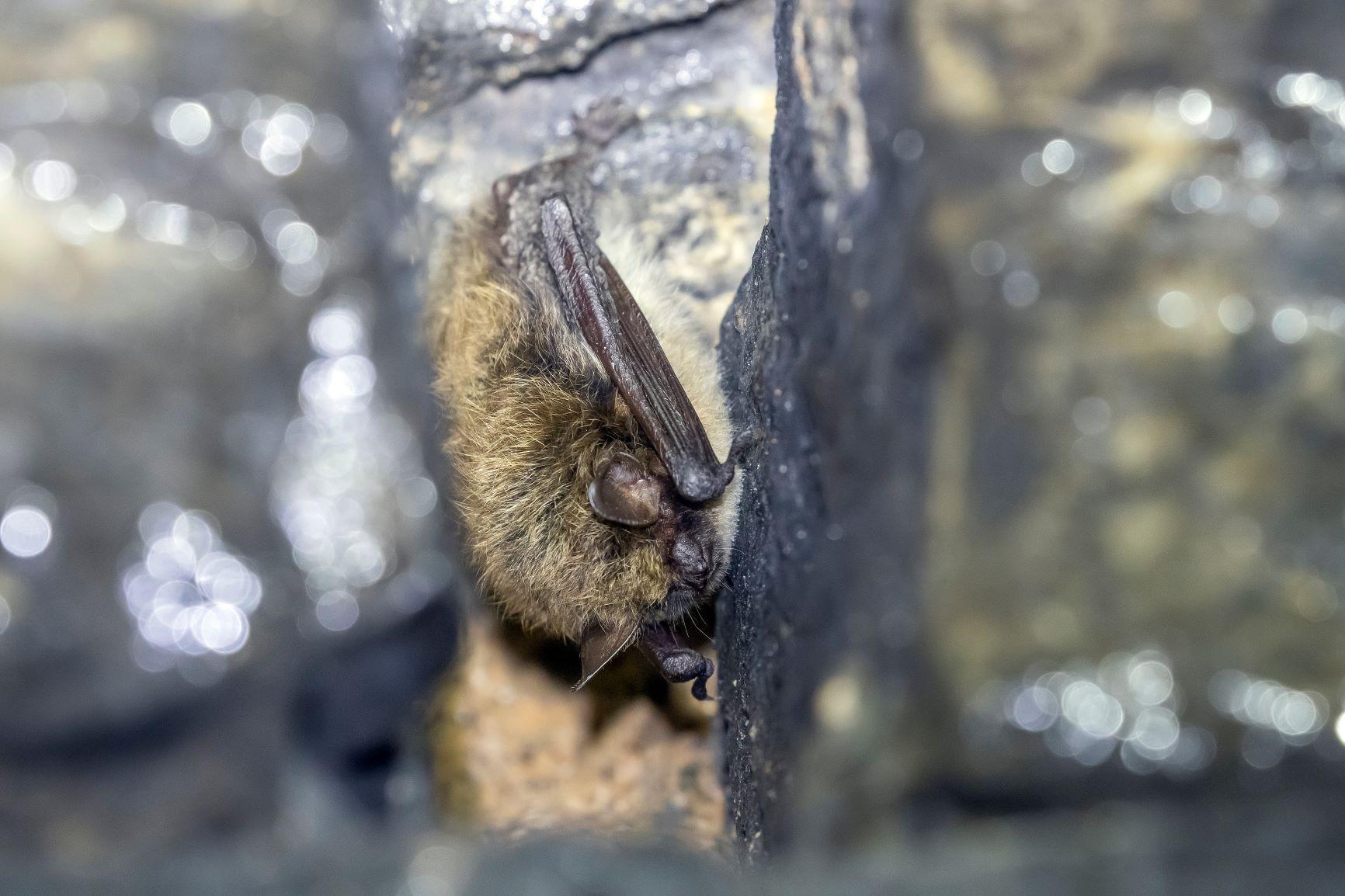 Close up of a Brandt's Bat