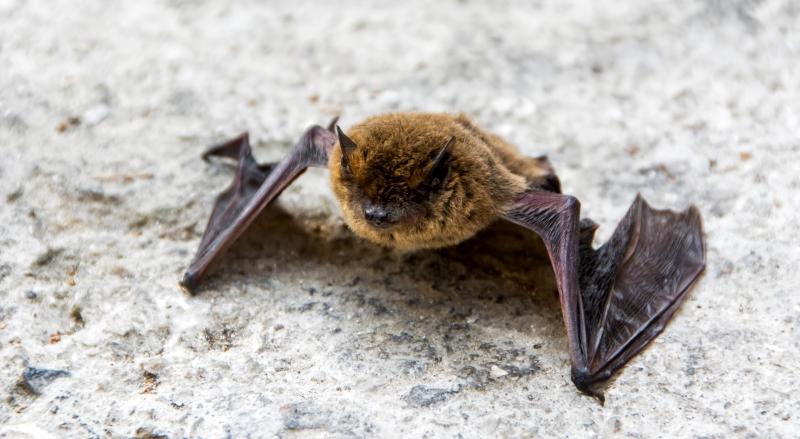Close up of a common pipistrelle bat resting on stone