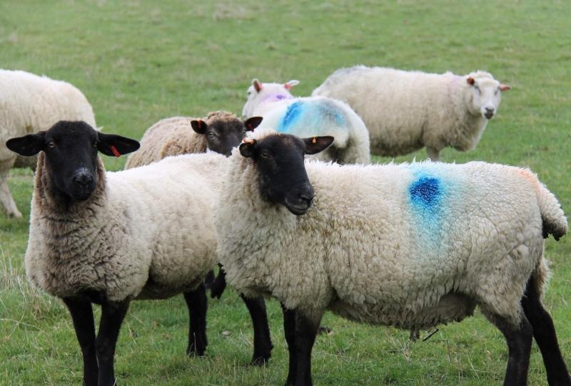 Close up of white sheep in a field