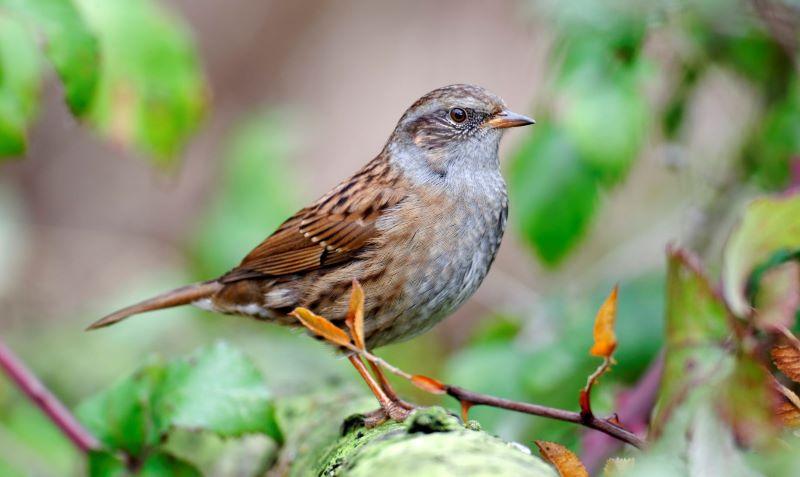 Close up shot of a Dunnock bird perched on a branch