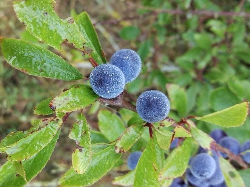 Close up of the blue fruits of blackthorn