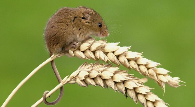 Close up shot of a harvest mouse